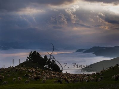 Tras los ojos del pastor, Zacarias
